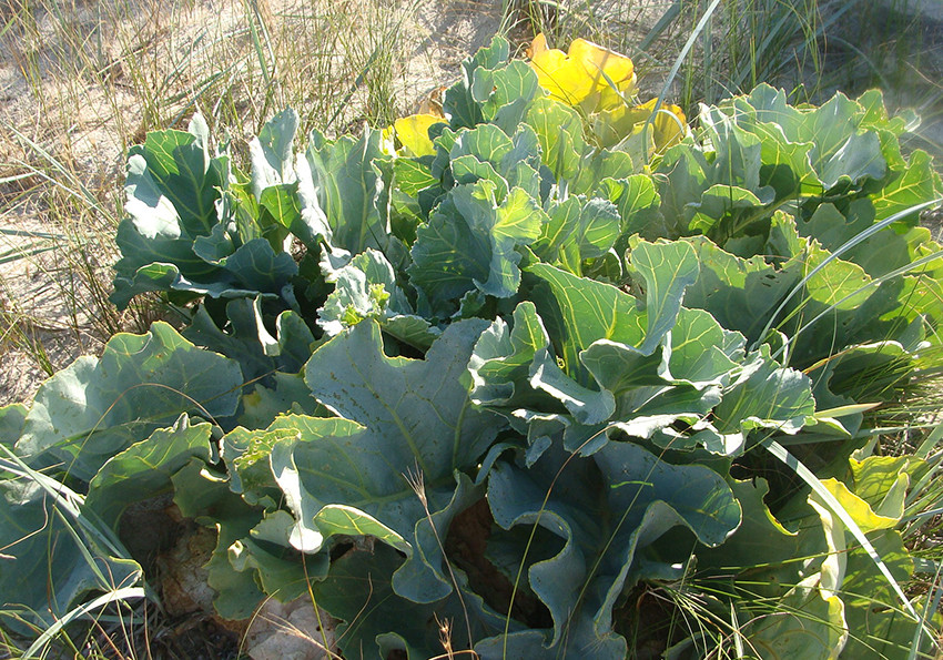  морський (Crambe maritima)